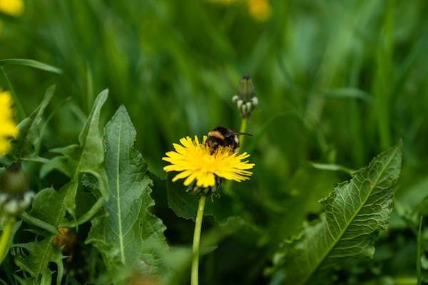 Insektensterben verhindern bei Rabatt-Coupon.com